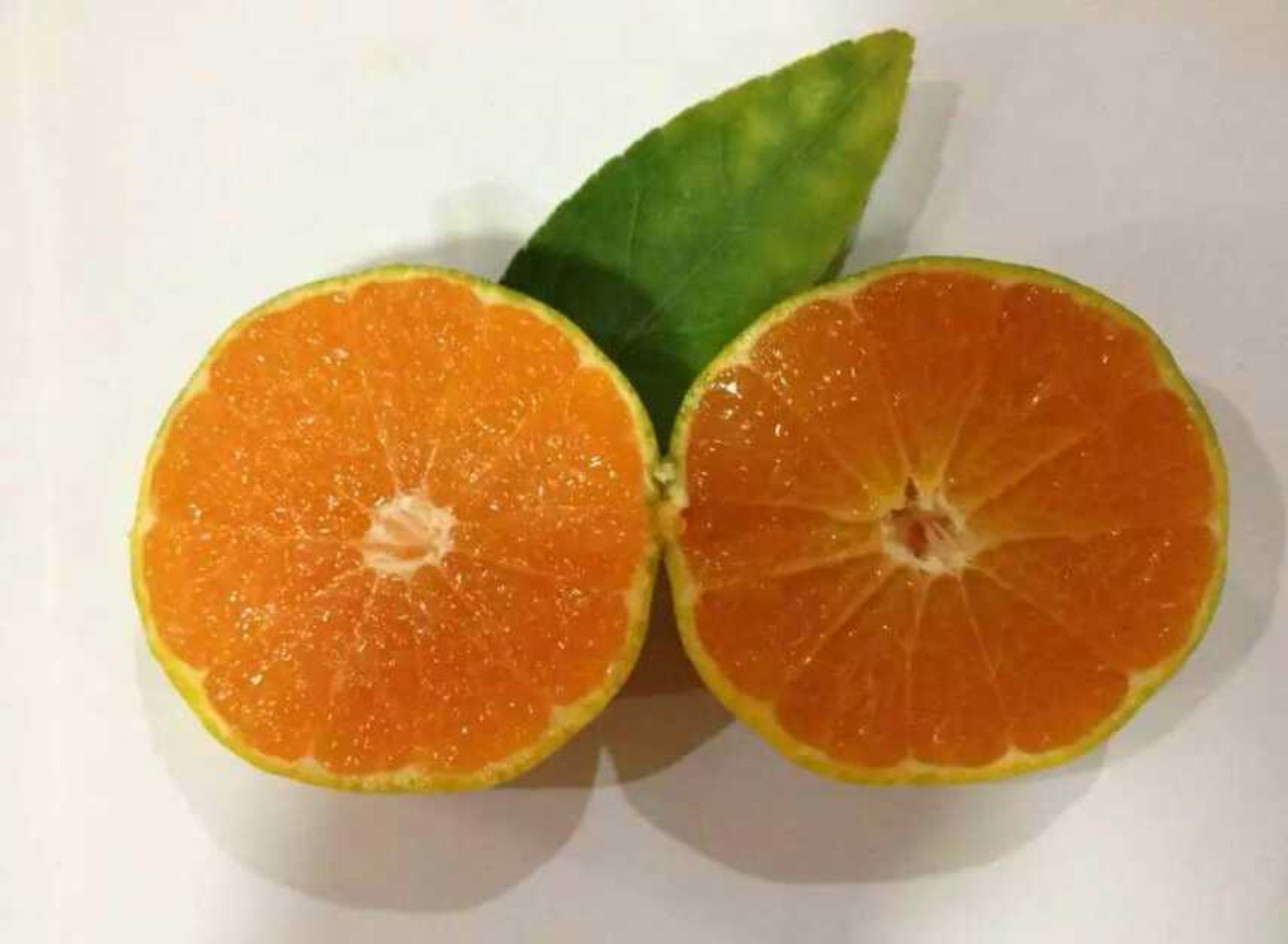 象山县青果水果专业合作社7月份"红美人"已经开始上市啦.